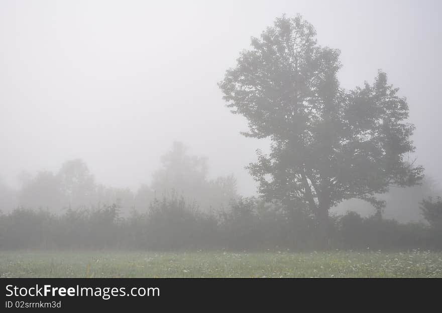 Solitary tree in morning forest fog, horizontal photo. Solitary tree in morning forest fog, horizontal photo