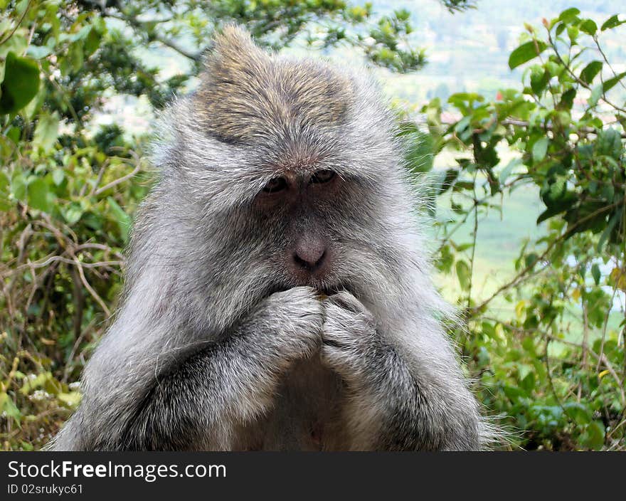 Long-tailed macaque