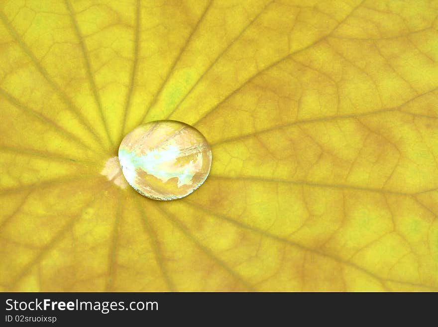 Yellow Lotus leaf with water drop as background. Yellow Lotus leaf with water drop as background