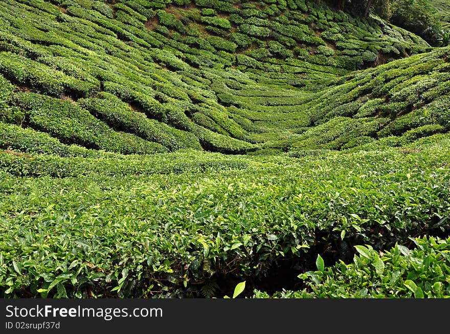 Green Malay thea fields