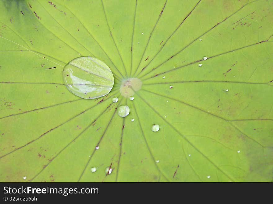 Green Lotus leaf with water drop as background