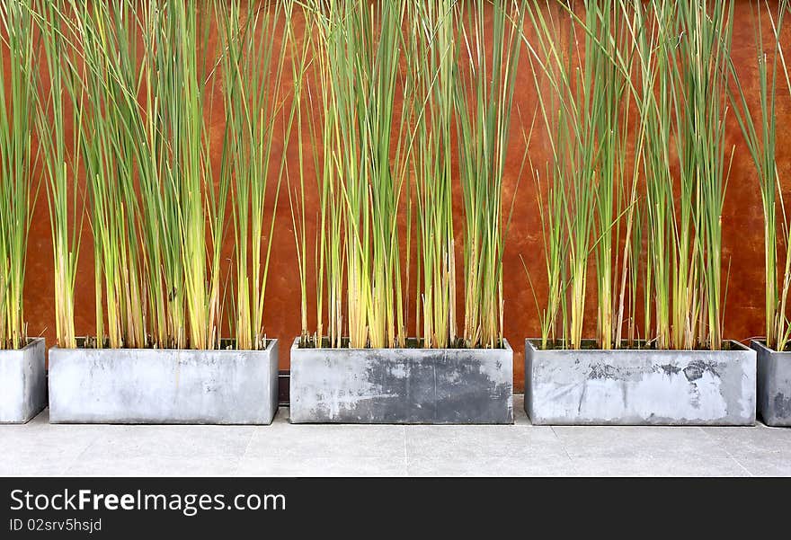 Cyperus papyrus - detail - black background. Cyperus papyrus - detail - black background