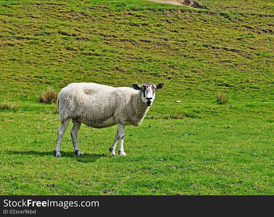 Inquisitive Sheep