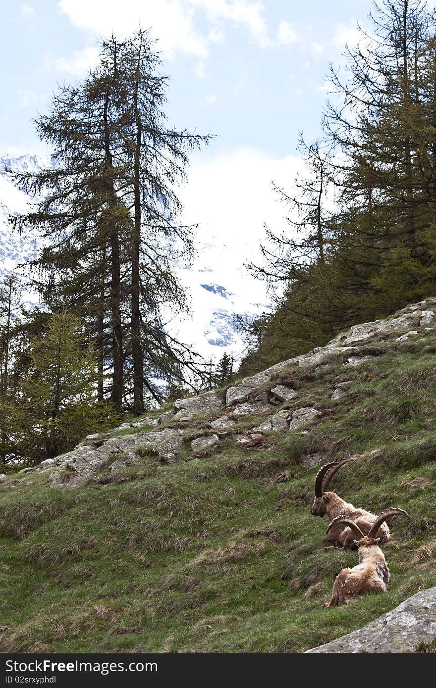 Capra Ibex - Italian Alps