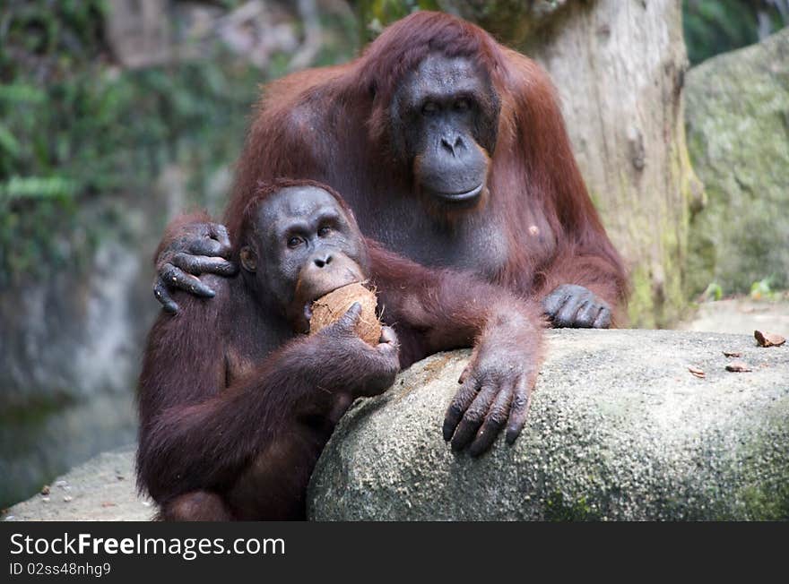 These two orang utans, one clearly the mother, is communicating the art of eating a coconut. With a hand on her son's shoulder, mum is show him the right way to enjoy the tid bit. These two orang utans, one clearly the mother, is communicating the art of eating a coconut. With a hand on her son's shoulder, mum is show him the right way to enjoy the tid bit.