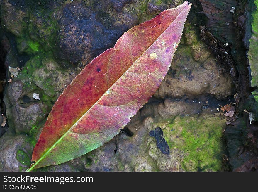 Close up of autumn leaves in Central Park in the fall. Close up of autumn leaves in Central Park in the fall