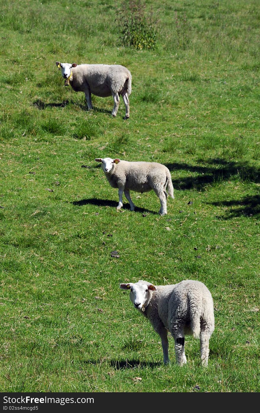 Sheep stand in a line in field above Hardangerfjord, Norway. Sheep stand in a line in field above Hardangerfjord, Norway