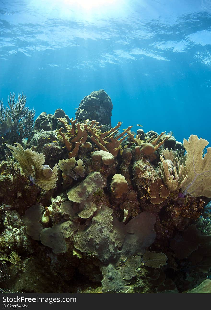 Underwater coral reef elkhorn coral