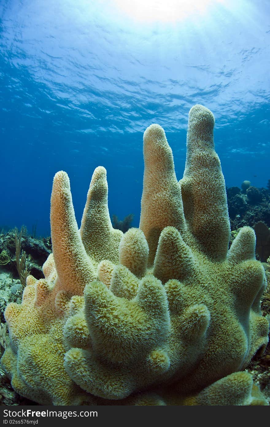 Underwater coral reef pillar coral