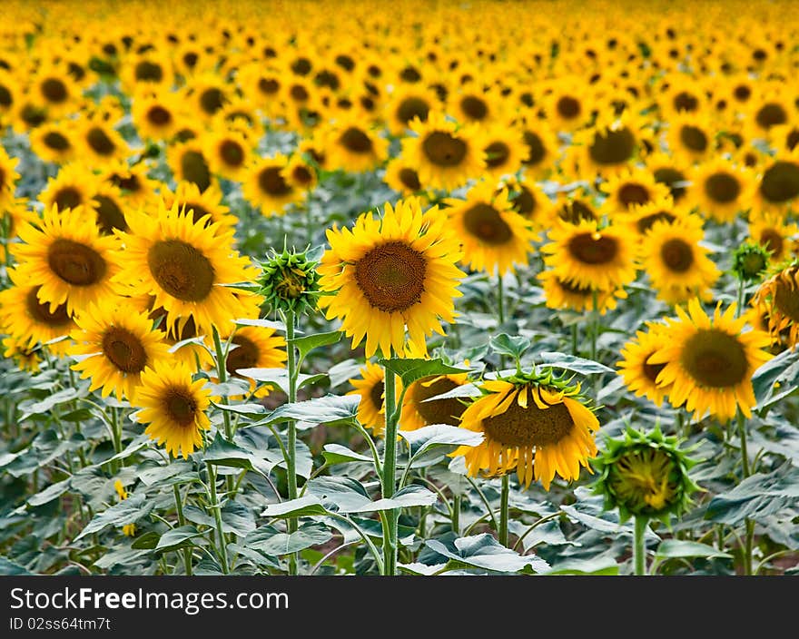 Sunflowers