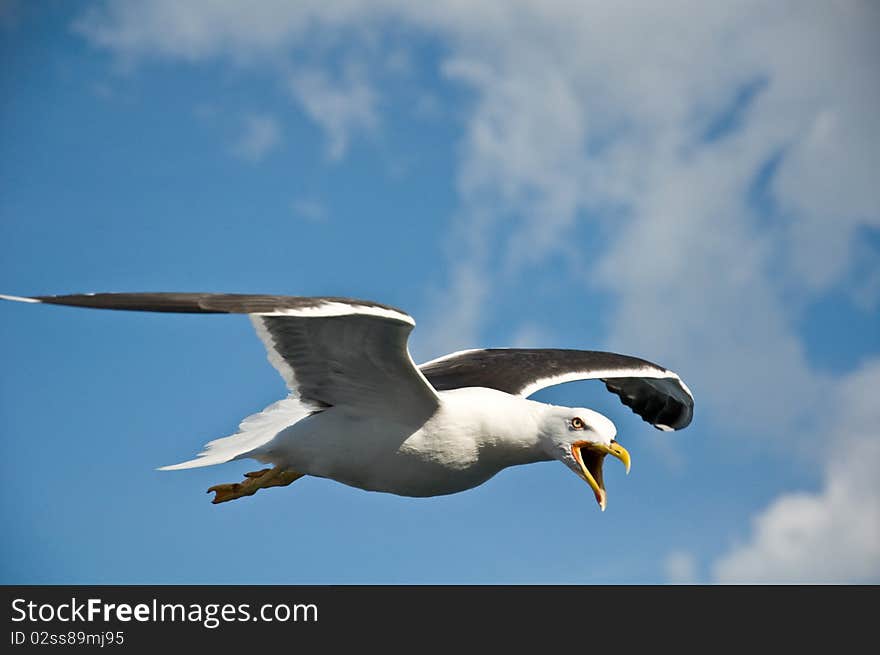 Angry seagull in the blue sky. Angry seagull in the blue sky