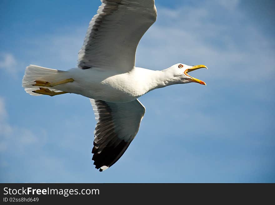 Angry seagull in the blue sky