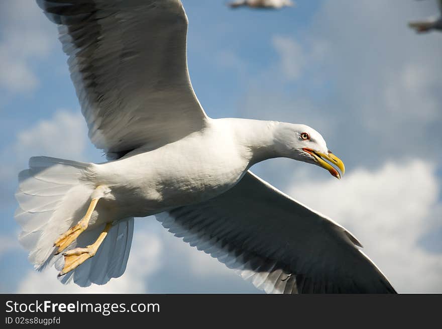 Curious Gull in the sky