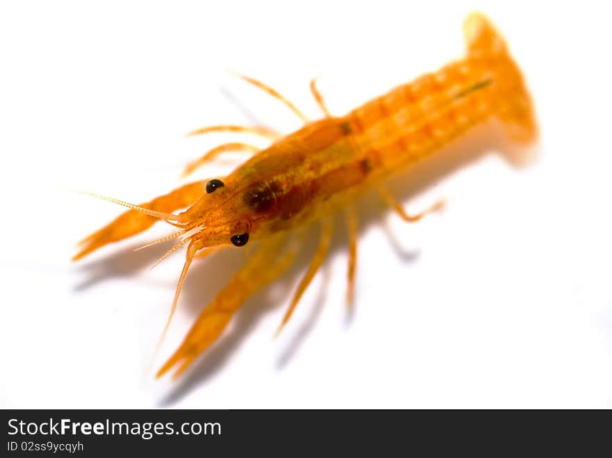 Mexican dwarf orange crayfish