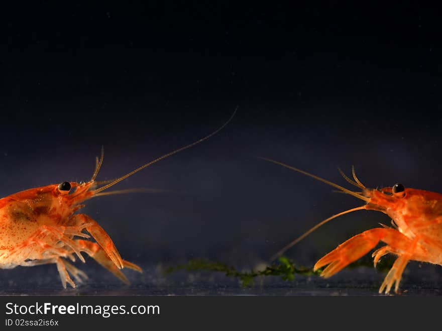 Two Mexican Dwarf Orange Crayfishes Fighting