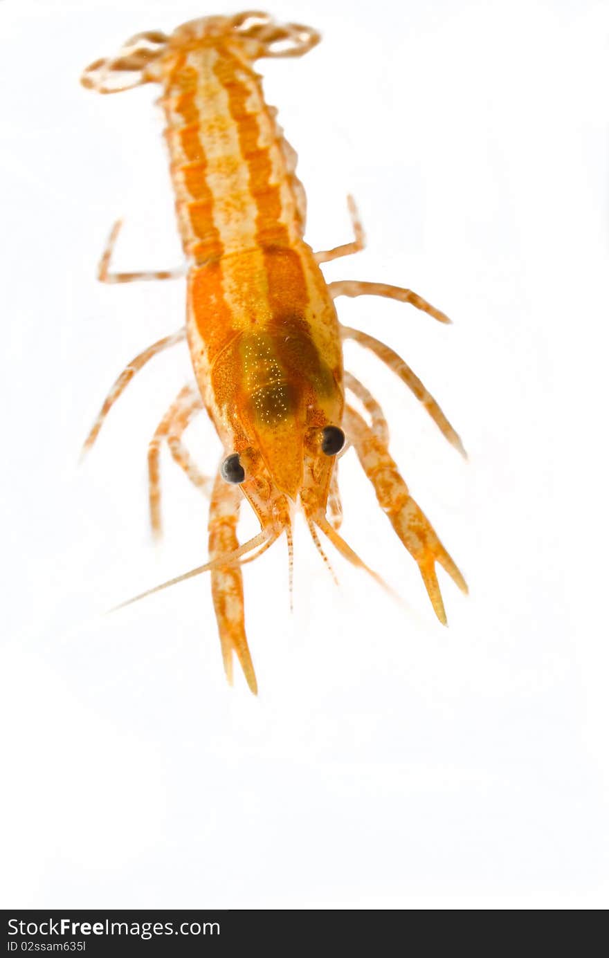 Mexican dwarf orange crayfish cut out