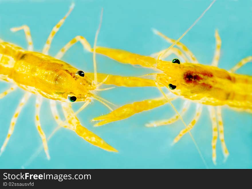 Two Mexican dwarf orange crayfishes fighting