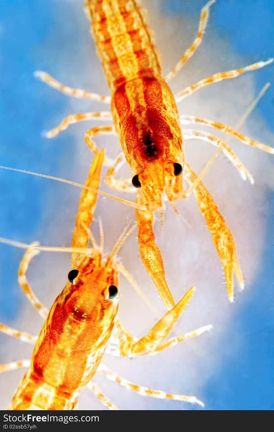 Two Mexican dwarf orange crayfishes fighting