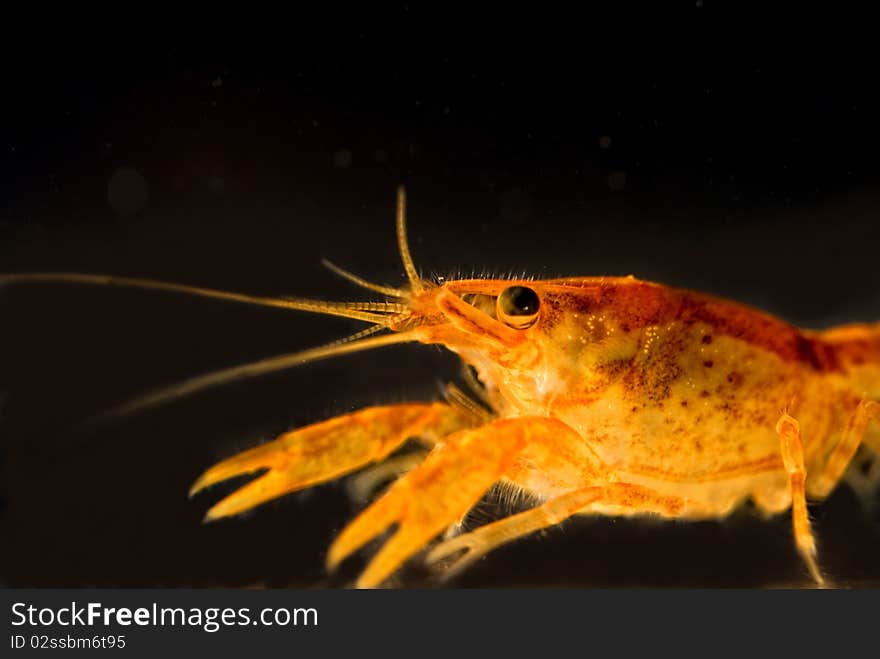 Mexican dwarf orange crayfish