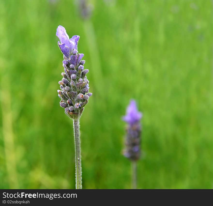 Lavender Close Up