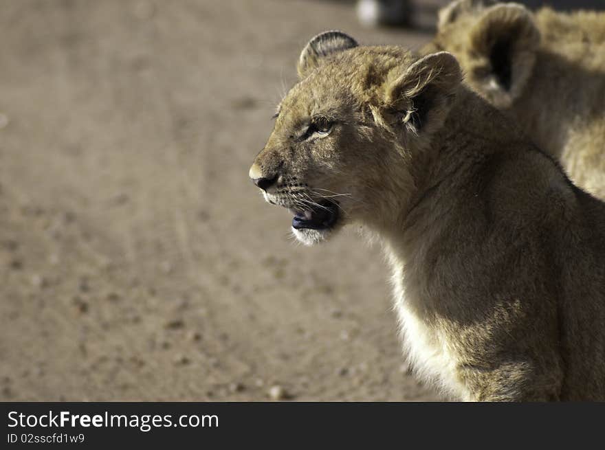 Lion cubs