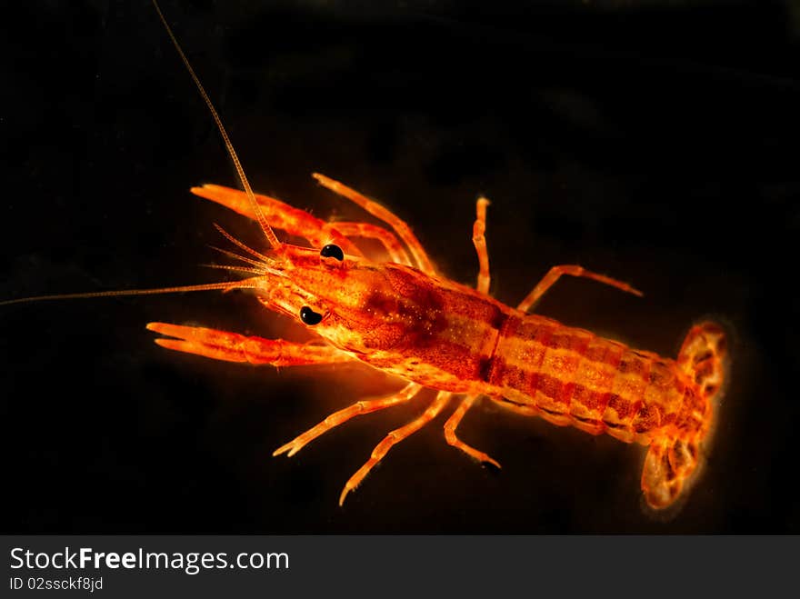 Mexican Dwarf Orange Crayfish