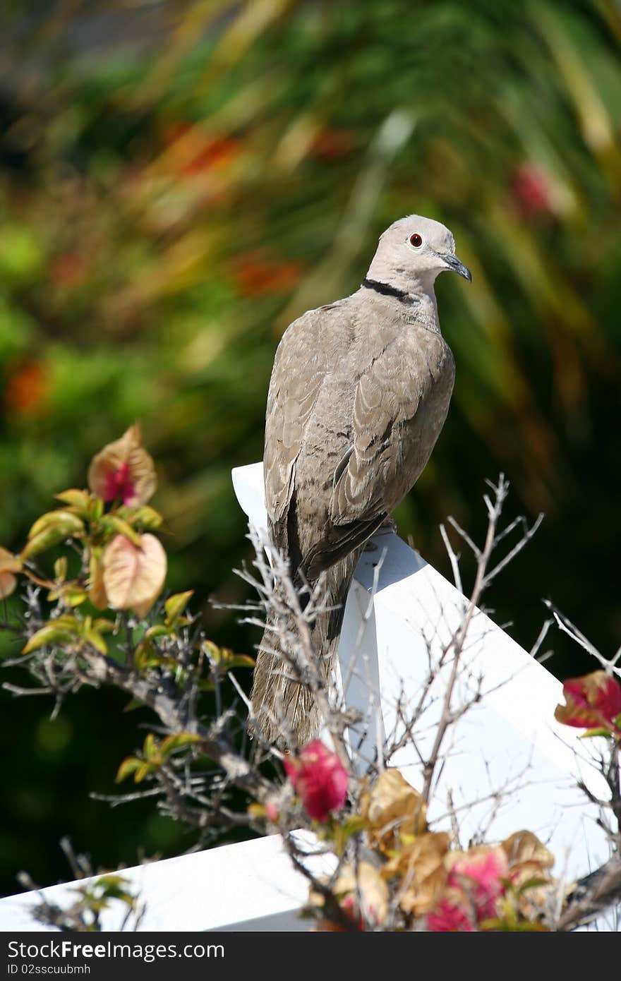 Collared Dove (Streptopelia turtur)