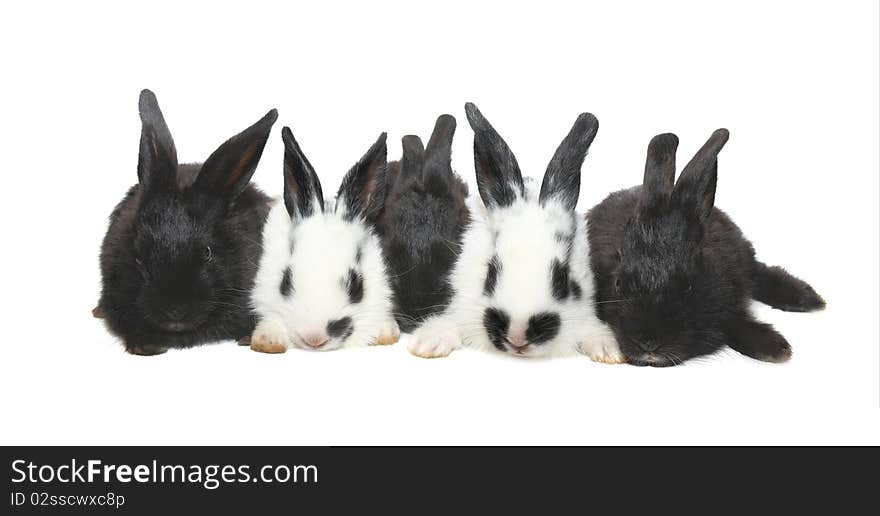 Five Black&white Baby Rabbits