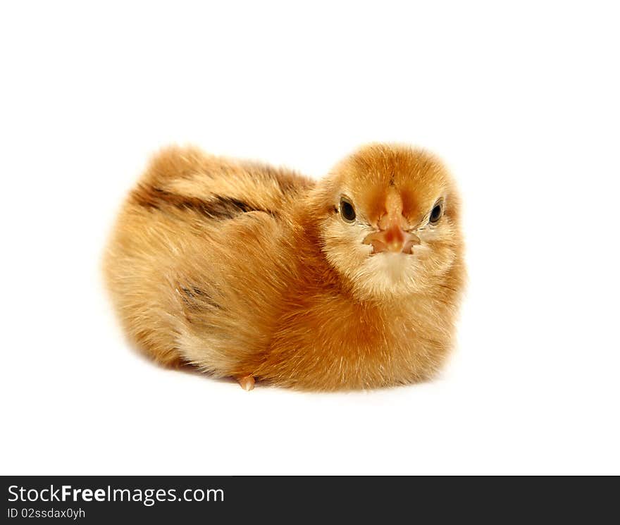 Cute yellow baby chicken lying on white background