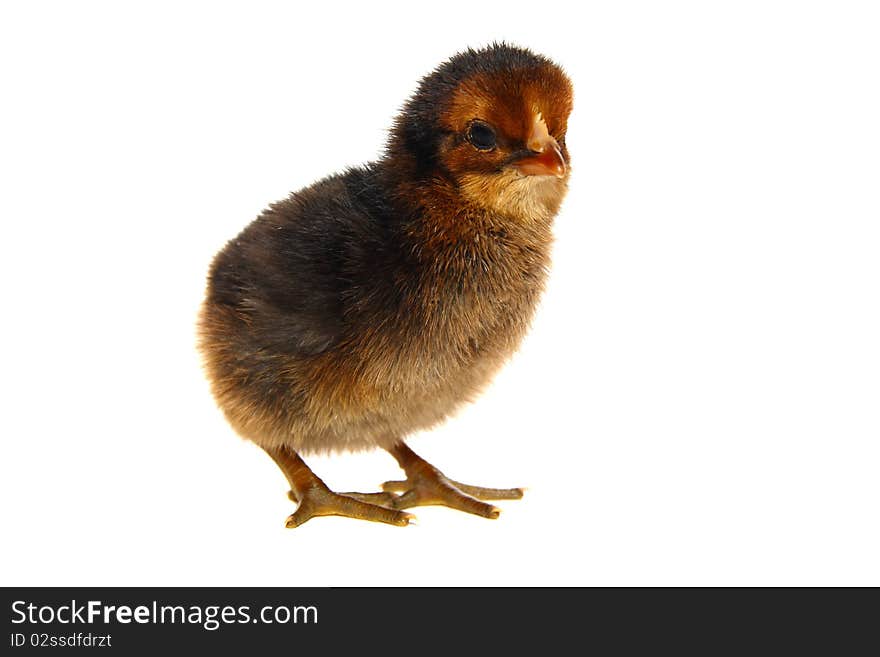 Little newborn baby rooster isolated on white