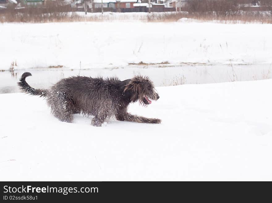 An Irish wolfhound on a snow-covered field