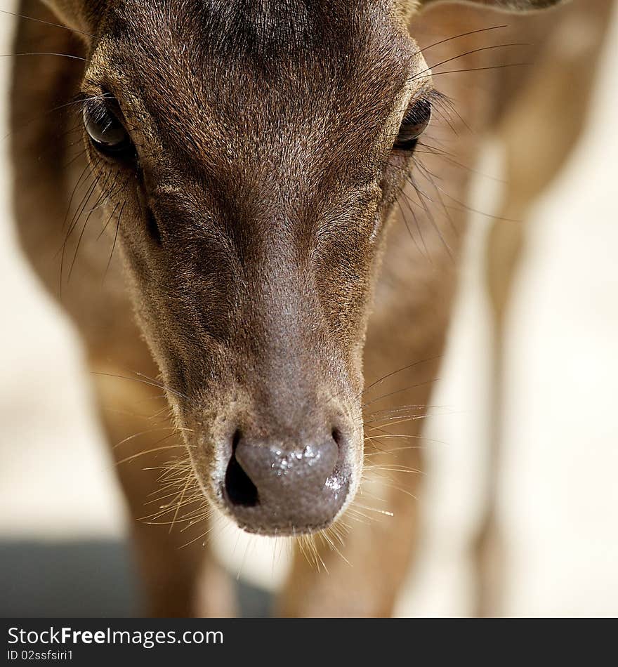 Sambar Deer