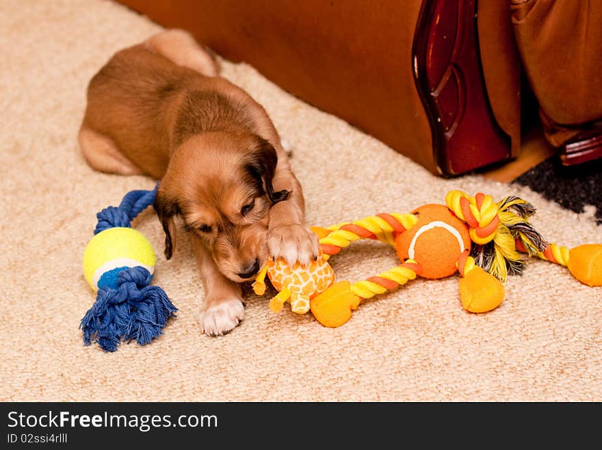 Playing Saluki Pup