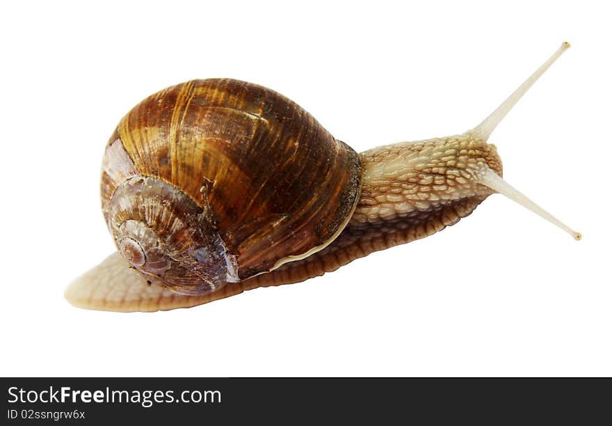 Snail isolated on a white background