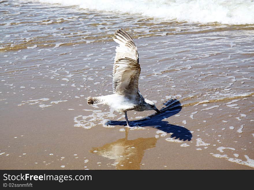 Seagull on beach at sunrise