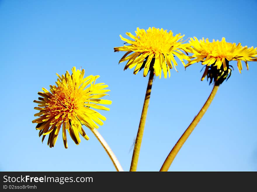 Yellow dandelions