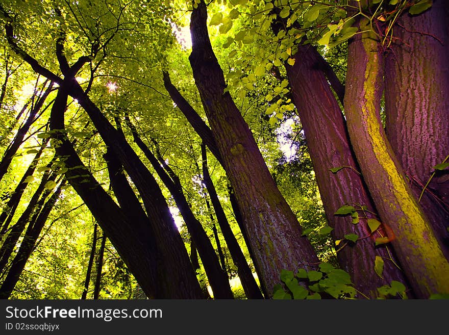 Tree canopy in the spring foret