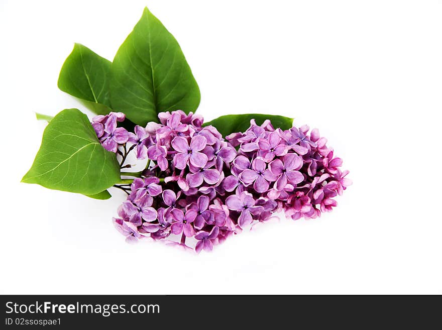 Lilac branch on a white background