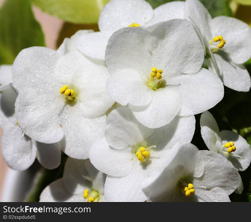 Close-up of an African violet.