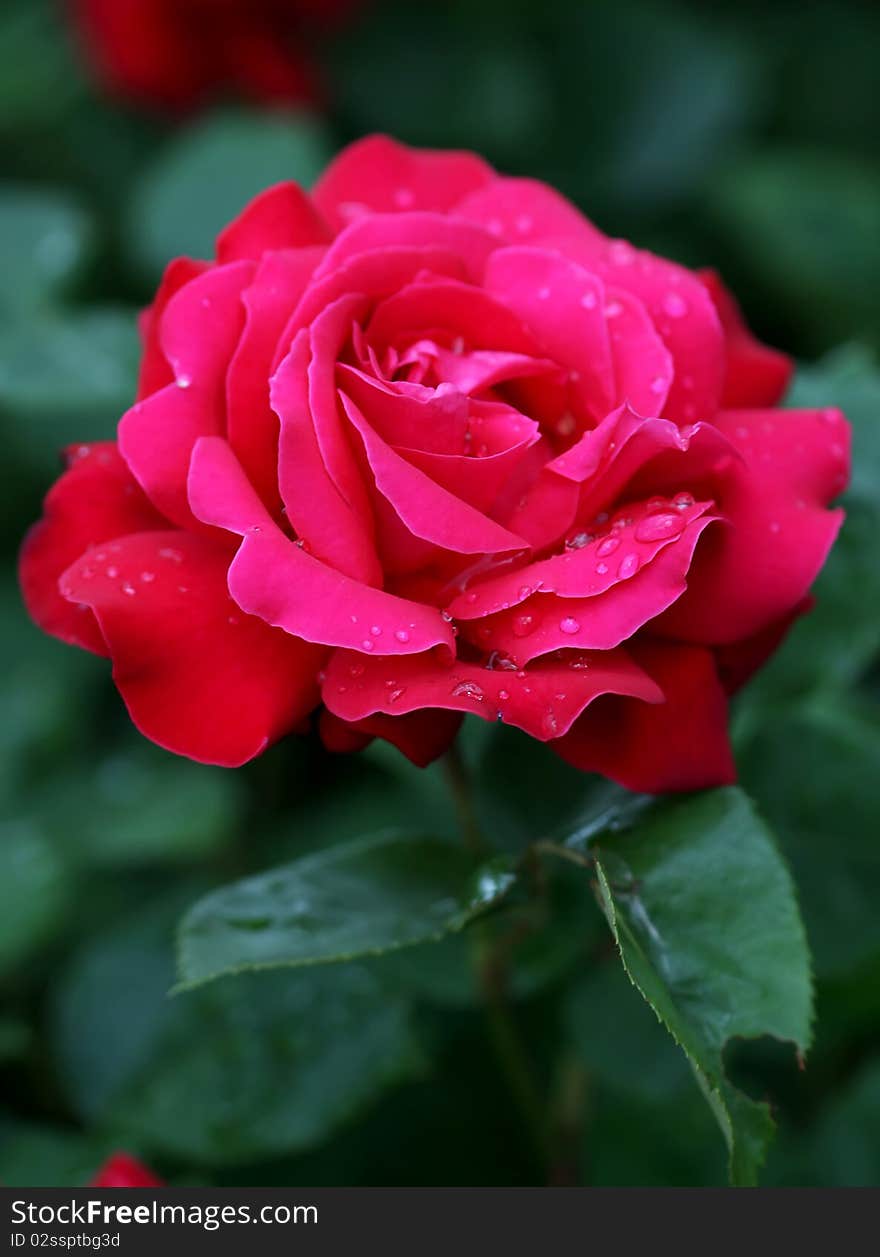 Red rose in colour, gertens