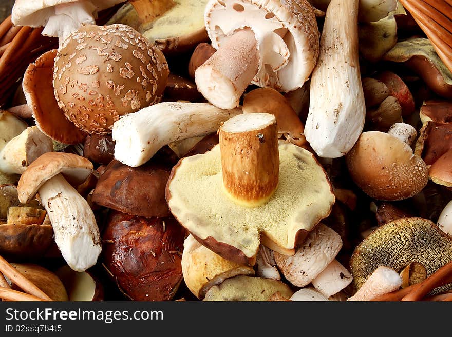 Detail of fresh autumn mushroom founded in forest