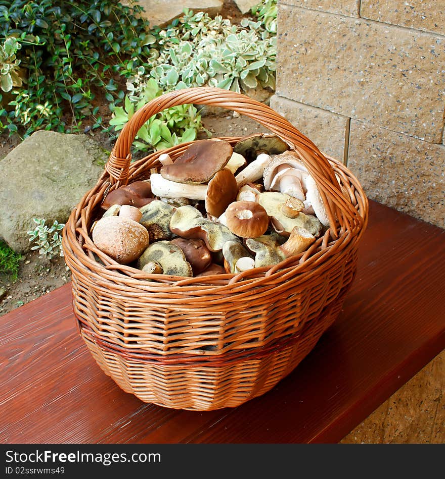 Mushrooms in basket