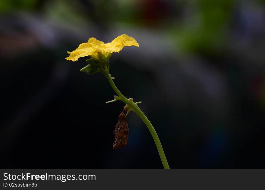 Luffa flower in dark background.