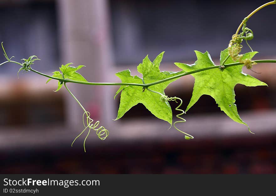 Close up of the luffa leaf.