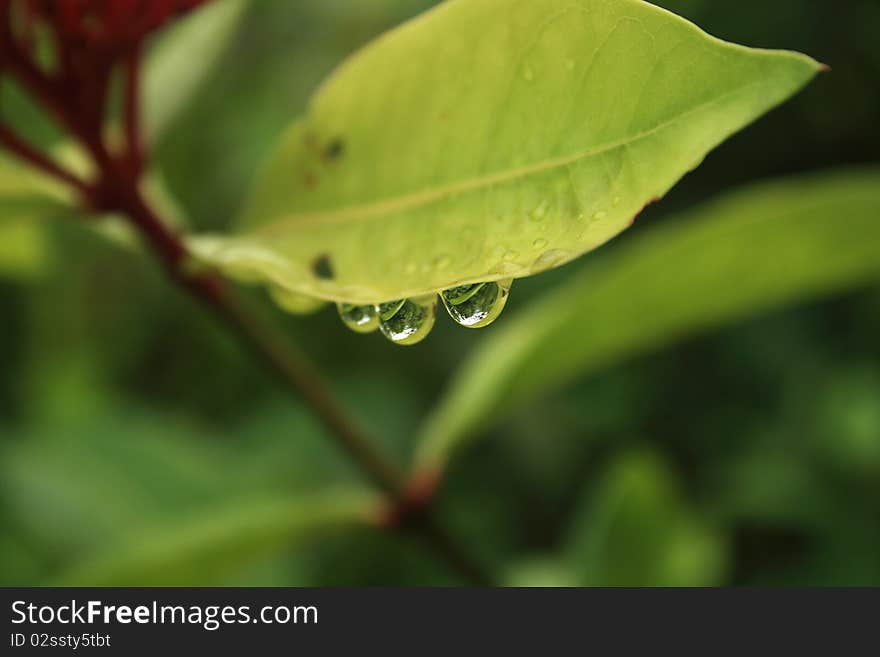 Water drops on a leaf