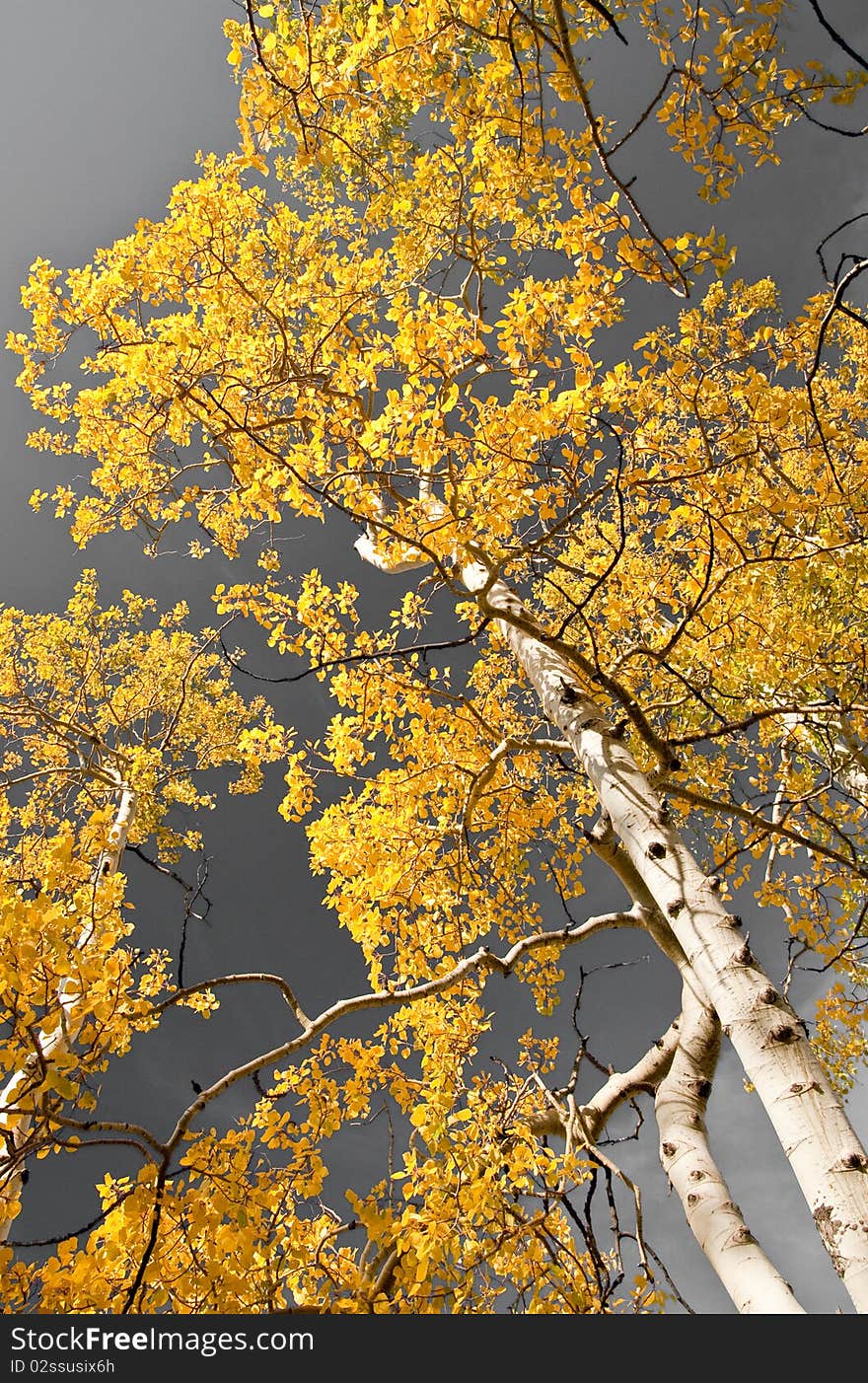 Sunlit aspen trees in fall against a dark sky. Sunlit aspen trees in fall against a dark sky