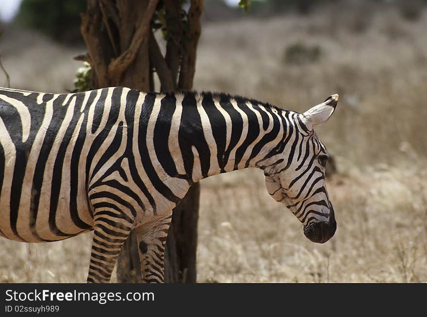 Zebra