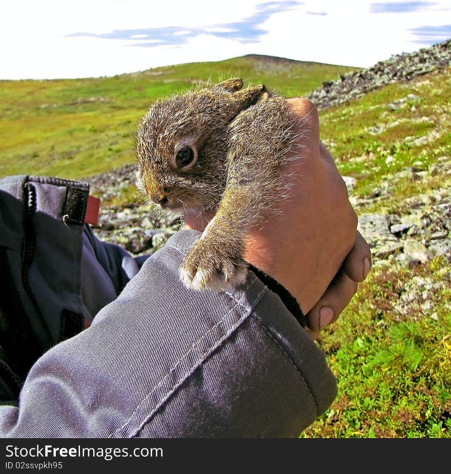 Amazingly cute and lovly wild hare