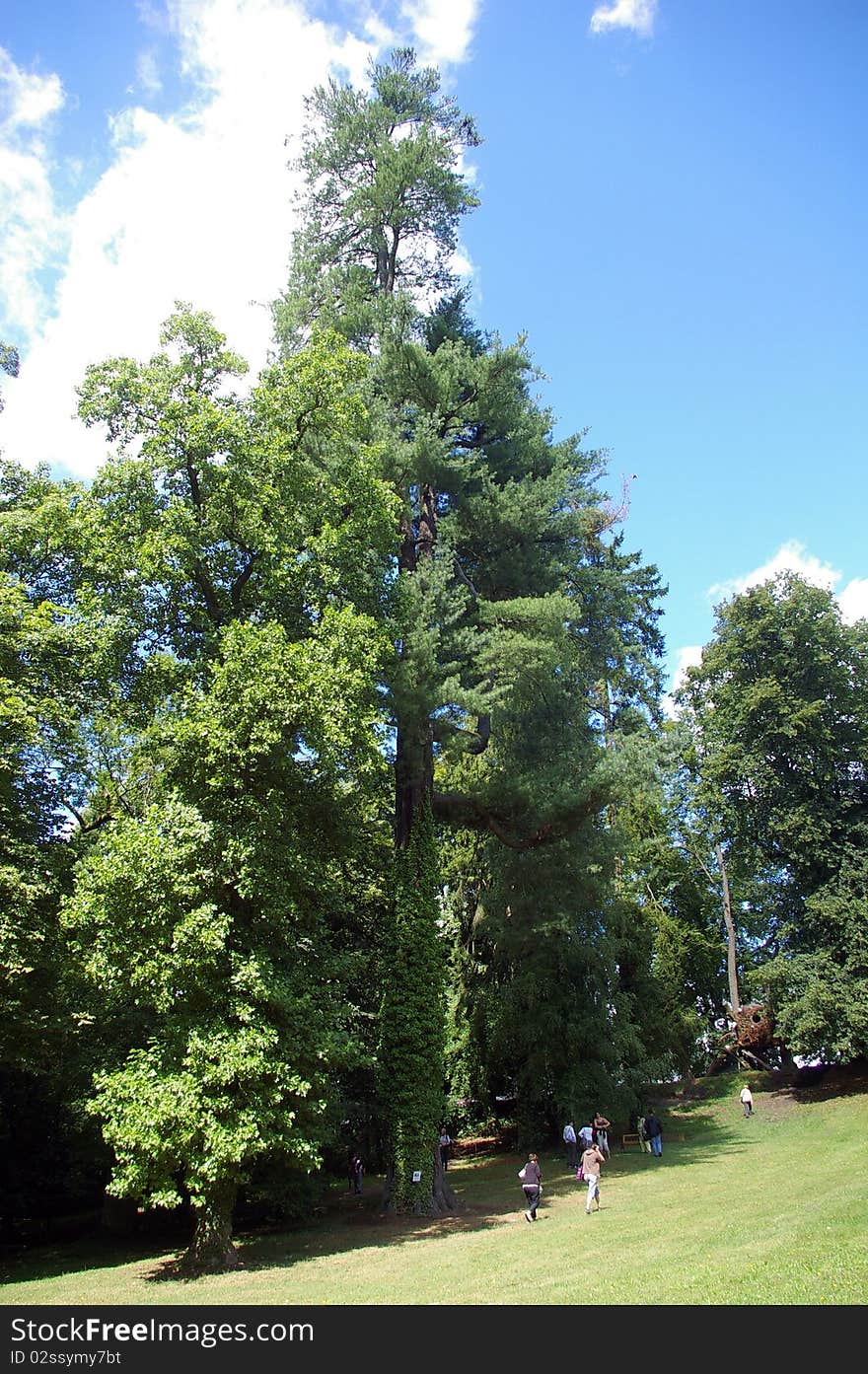 A view of the park of Wesserling and very old big tree. A view of the park of Wesserling and very old big tree.