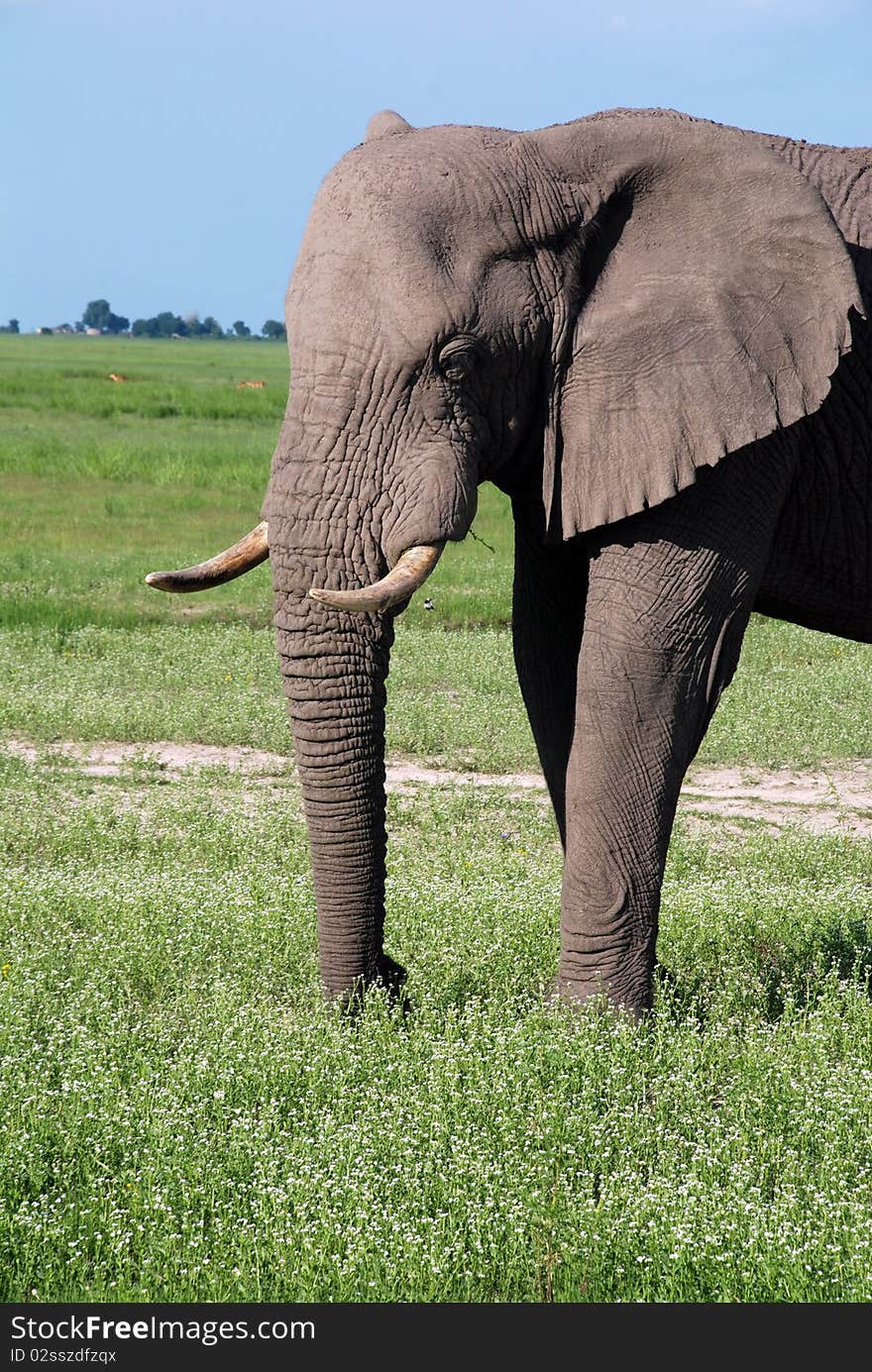 Close-up head of wild african elephant in savannah (South Africa). Close-up head of wild african elephant in savannah (South Africa)